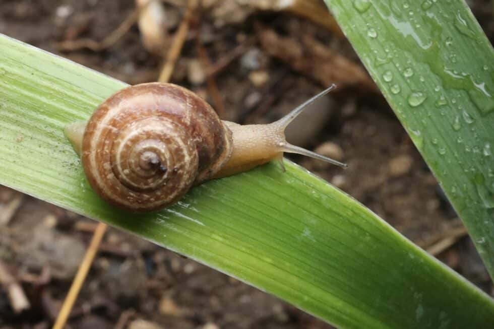 slow down snail